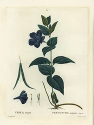 Großes Immergrün, Vinca major