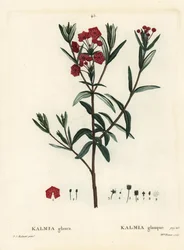Sumpf-Lorbeer, Kalmia polifolia. Handkolorierte Punktstichgravur von Miss Brenet nach einer Illustration von Pierre-Joseph Redouté aus Henri Louis Duhamel du Monceau