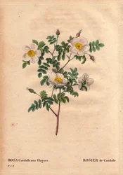 Botanische Tafel, Blume, Rosenvarietät: De Candolles weiße Rose oder Rose de Candolle (Rosa candolleana elegans). Wildrose, entdeckt in Südeuropa und 1819 nach De Candolle benannt. In „Les Roses“, Band 2 von Pierre Joseph Redouté (1759-1840)