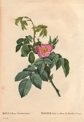 Botanische Tafel, Blume, Rose Sorte: Haarige Rose mit dem Geruch von Terpentin (Rosa Villosa Terebenthina). In „Les Roses“, Band 2 von Pierre Joseph Redoute (1759-1840)