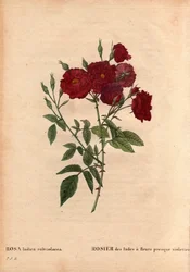 Botanische Tafel, Blume, Rosenvarietät: Indische Rose mit fast violetten Blumen, aus Les Roses, Band 2 von Pierre Joseph Redoute