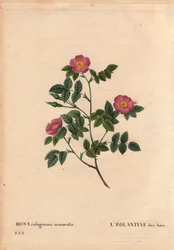 Botanische Tafel, Blume, Rosenvarietät: Die Eglantine des Waldes, aus Les Roses, Band 2 von Pierre Joseph Redoute