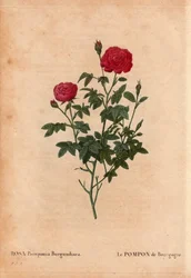 Botanische Tafel, Blume, Rosenvarietät: Der Pompon von Burgund (Rosa Pomponia Burgundiaca). Unbekannter Ursprung, existierende Varietät vor 1664. In „Les Roses“, Band 2 von Pierre Joseph Redouté (1759-1840)