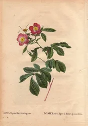 Botanische Tafel, Blume, Rose Sorte: Rose der Alpen mit variegato Blüten (Rosa alpina flora variegato). Eingeführt in Frankreich um 1813 von Poilpre. In „Les Roses“, Band 2 von Pierre Joseph Redoute (1759-1840)