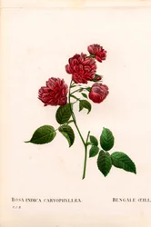 Nelkenchinarose, Rosa chinensis. Handkolorierter Kupferstich aus Pierre Joseph Redoutés „Les Roses“