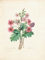 Chinesische Primel, gestochen von Bessin, aus „Choix des Plus Belles Fleurs et des Plus Beaux Fruits“, Bd. II, 1827-33