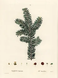 Europäische Eibe, Taxus baccata. Handkolorierter Stich nach einer Illustration von Pierre-Joseph Redouté aus Henri Louis Duhamel du Moncels „Traité des Arbres et Arbustes“, Paris
