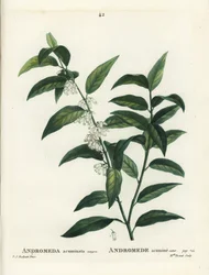 Fetterbush, Andromeda acuminata. Handkolorierte Punktstichgravur von Miss Brenet nach einer Illustration von Pierre-Joseph Redouté aus Henri Louis Duhamel du Moncels „Traité des Arbres et Arbustes“, Paris