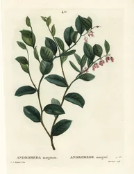 Fetterbusch, Andromeda marginata. Handkolorierter Stich von J. Marchand nach einer Illustration von Pierre-Joseph Redouté aus Henri Louis Duhamel du Moncels Traité des Arbres et Arbustes, Paris