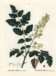 Goldregenbaum, Stolz von Indien, Chinabaum oder Lackbaum, Koelreuteria paniculata. Handkolorierter Stich nach einer Illustration von Pierre-Joseph Redouté aus Henri Louis Duhamel du Moncels Traité des Arbres et Arbustes, Paris