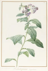 Heliotropium Corymbosurn, 1812