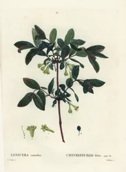 Honigbeere, Haskap-Beere, Blaufrüchtiges Geißblatt oder Süßbeere, Lonicera caerulea