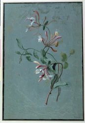 Geißblatt