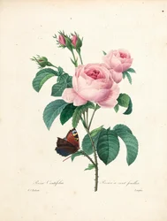 Hundertblättrige Rose, graviert von Langlois, aus Choix des Plus Belles Fleurs et des Plus Beaux Fruits, Bd. I