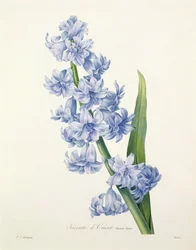 Hyacinthus orientalis (gewöhnliche Hyazinthe), graviert von Victor, aus 
