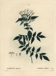Jasmin, Jasminum officinale. Handkolorierte Punktstichgravur von Moret nach einer Illustration von Pierre-Joseph Redouté aus Henri Louis Duhamel du Moncels „Traité des Arbres et Arbustes“, Paris