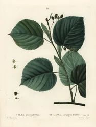 Großblättrige Linde, Tilia platyphyllos. Handkolorierter Stich von Du Ruisseau nach einer Illustration von Pierre-Joseph Redouté aus Henri Louis Duhamel du Monceau