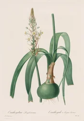 Die Liliengewächse: Ornithogalum longibracteatum