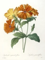 Lychnide a grandes fleurs, Lychnus grandiflora, aus Choix Des Plus Belle Fleurs et des Plus Beaux Fruits, 1827