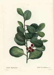 Madeira Stechpalme, Ilex perado