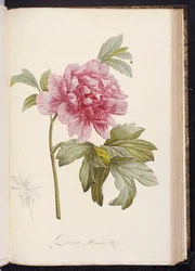 Pfingstrose, aus "Beschreibung der seltenen und kultivierten Pflanzen in Malmaison und Navarre" von Aime Bonpland, 1812-14