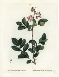Pieris mariana (Andromeda mariana, Andromede von Maryland)