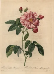 Rosa gallica, Rosa gallica