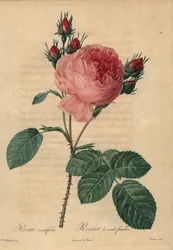 Rosa Zentifolie