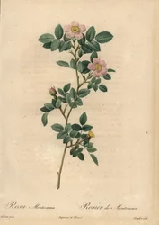 Rosa Montezuma-Rose
