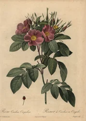 Purpurrote Carolina-Rose