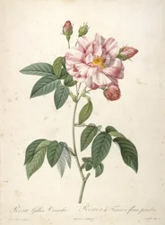 Rosa Gallica Versicolor, Rosier de France a fleurs panachees, aus Les Roses, 1817-24