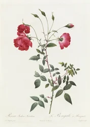 Rosa Indica Sertulata