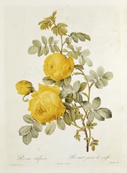 Rosa Sulfurea (Gelbe Rose) aus 