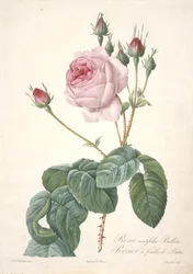 Rosa centifolia Bullata, Rosier a feuilles de Laitue, aus Les Roses, 1817-24
