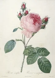Rosa centrifolia, Rosier a cent feuilles, aus Les Roses, 1817-24