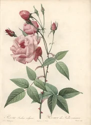 Rose Bengal Rose - Radierung von Bessin, basierend auf einer Illustration von Pierre Joseph Redoute, aus Les Roses