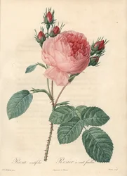 Rose hundert Blätter (hundert Blätter) - Radierung von Charlin, basierend auf einer Illustration von Pierre Joseph Redoute, aus Les Roses