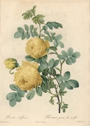 Rosier des Türken - Radierung von Langlois, nach einer Illustration von Pierre Joseph Redoute (1759-1840), aus Les Roses.