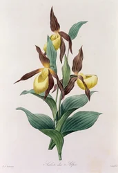 Alpen-Sabot