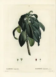 Seidelbast, Daphne laureola. Handkolorierte Punktstichgravur von Tassaert nach einer Illustration von Pierre-Joseph Redoute aus Henri Louis Duhamel du Moncels 