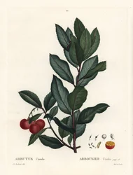 Erdbeerbaum, Arbutus unedo