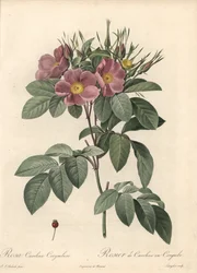 Virginia-Rose, dunkle Blumen - Radierung von Langlois, basierend auf einer Illustration von Pierre Joseph Redoute, aus Les Roses