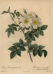 Weiße Hundsrose, Rosa stylosa