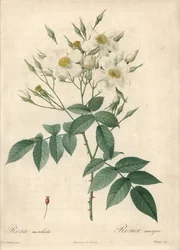 Weiße Blumen Moschusrose - Eau forte von Chapuy, basierend auf einer Illustration von Pierre Joseph Redoute, aus Les Roses