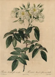 Weiße Moschusrose, Rosa moschata