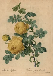 Gelbe Schwefelrose