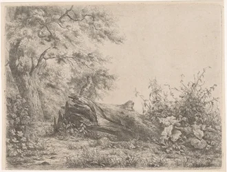 Umgestürzter Baum am Waldrand