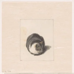 Sitzende Katze, von vorne gesehen