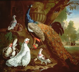 Ein Pfau in einer klassischen Landschaft, 1719
