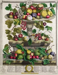 Juni, aus „Zwölf Monate der Früchte“, von Robert Furber (um 1674-1756), gestochen von Henry Fletcher, 1732
